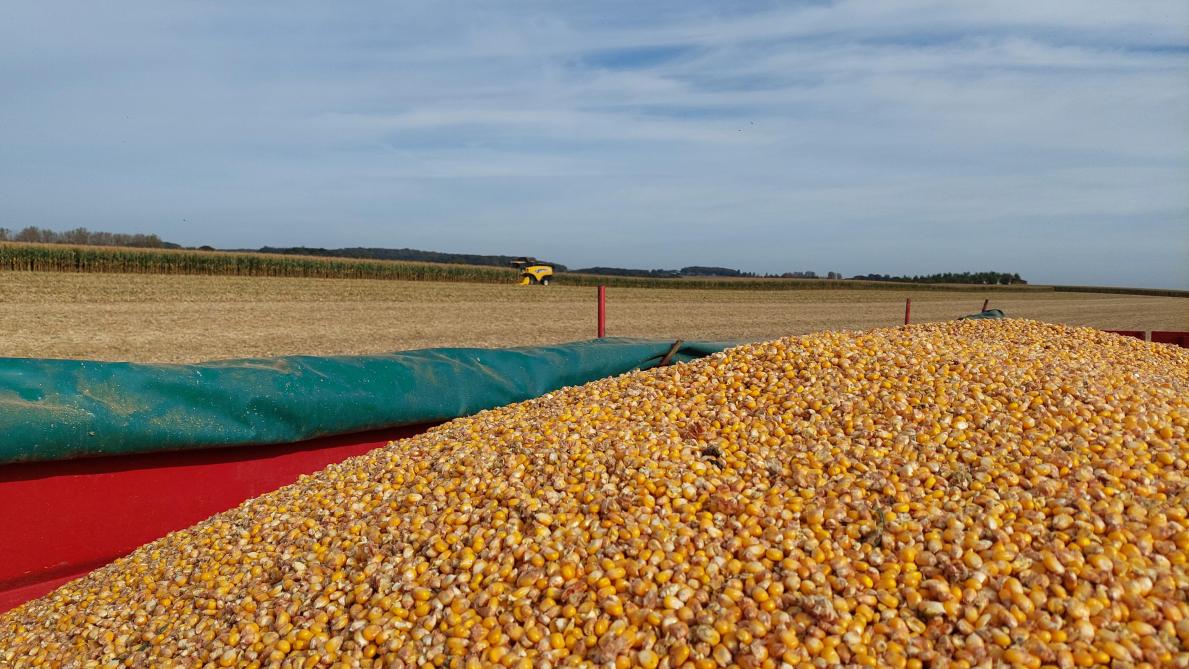 Pour les maïs en épis broyés ou en grain humide, les récoltes sont en ...